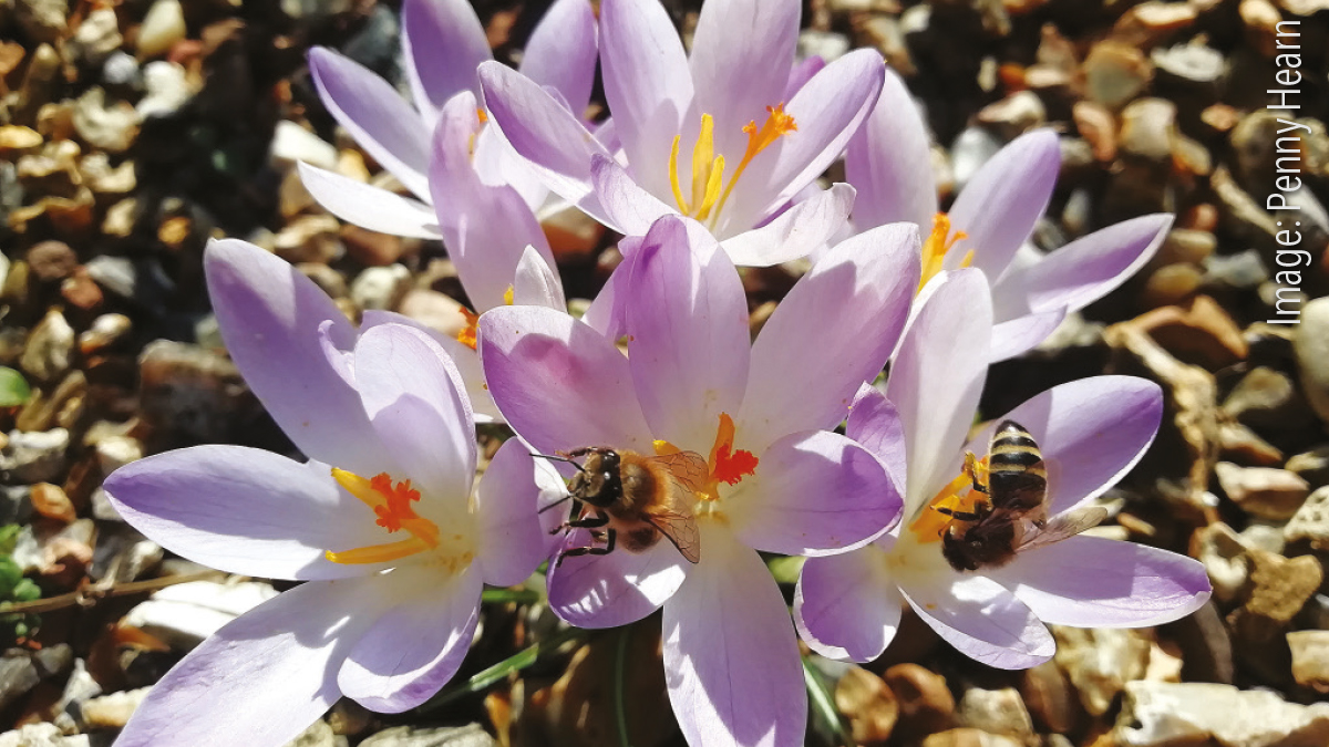 Foragers collecting pollen